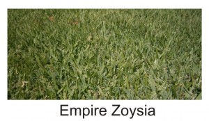 Empire Zoysia