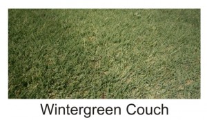 Wintergreen couch